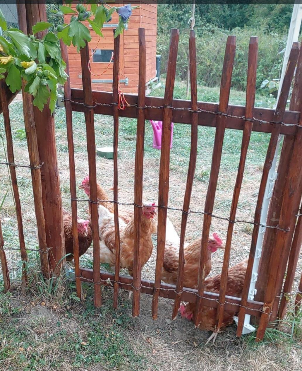 Orangerie Zimmer Gehaichnishof 7Born Maring-Noviand ภายนอก รูปภาพ